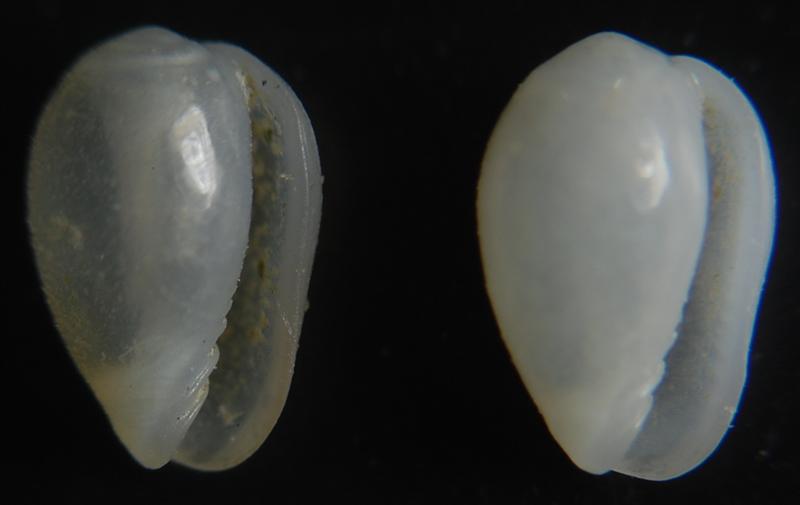 Gibberula turgidula ??
